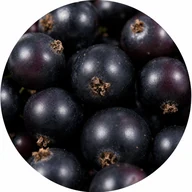 Saveur Cassis — stick électrolyte SPLASH